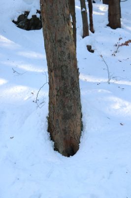 Vítkovice, 1.2.2021
Vítkovice - škola. 
Keywords: Vítkovice škola Phloeostichus denticollis