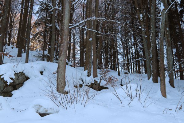 Vítkovice, 1.2.2021
Vítkovice - škola. 
Schlüsselwörter: Vítkovice škola Phloeostichus denticollis