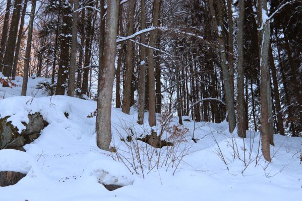 Vítkovice, 1.2.2021
Vítkovice - škola. 
Mots-clés: Vítkovice škola Phloeostichus denticollis