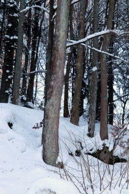 Vítkovice, 1.2.2021
Vítkovice - škola. 
Schlüsselwörter: Vítkovice škola Phloeostichus denticollis