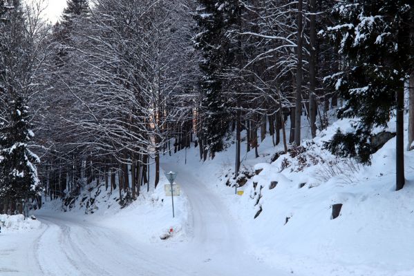 Vítkovice, 1.2.2021
Vítkovice - škola. 
Klíčová slova: Vítkovice škola Phloeostichus denticollis