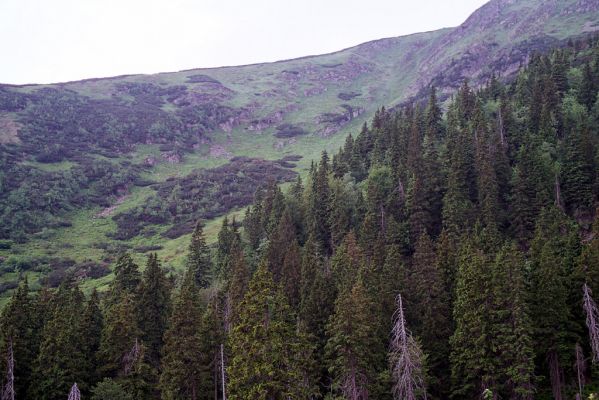 Krkonoše, Velká Kotelní jáma, 2.6.2003
Lavinový svah.



Klíčová slova: Vítkovice Krkonoše Velká Kotelní jáma