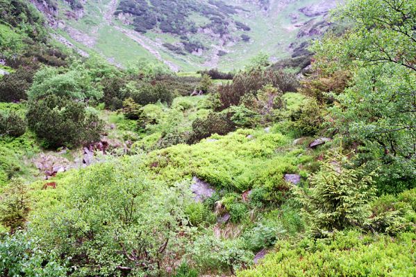 Krkonoše, Velká Kotelní jáma, 2.6.2003
Lavinový svah.



Keywords: Vítkovice Krkonoše Velká Kotelní jáma Liotrichus affinis