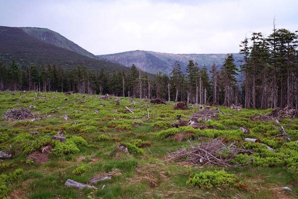 Krkonoše, Kozelský hřeben, 2.6.2003
Holoseč na Kozelském hřebenu. Pohled na Kotel.
Mots-clés: Vítkovice Krkonoše Kozelský hřeben Ampedus aethiops Liotrichus affinis Diacanthous undulatus