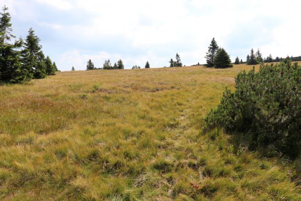 Vítkovice, 8.8.2020
Krkonoše - Harrachova louka.
Schlüsselwörter: Vítkovice Krkonoše Harrachova louka