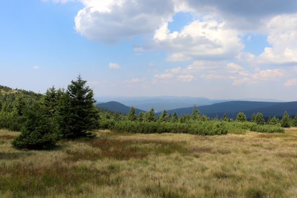 Vítkovice, 8.8.2020
Krkonoše - Harrachova louka. Pohled na Jizerské hory.
Klíčová slova: Vítkovice Krkonoše prameny Velké Mumlavy Plešivec jizerské hory