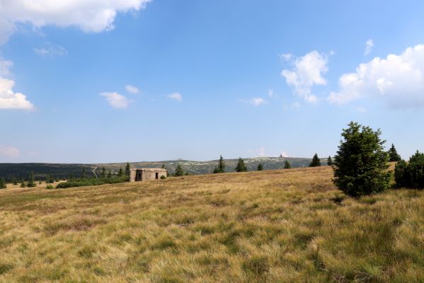 Vítkovice, 8.8.2020
Krkonoše - Harrachova louka.
Klíčová slova: Vítkovice Krkonoše Harrachova louka