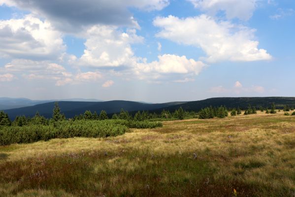 Vítkovice, 8.8.2020
Krkonoše - Harrachova louka, v pozadí Sokolník.
Klíčová slova: Vítkovice Krkonoše Harrachova louka Sokolník