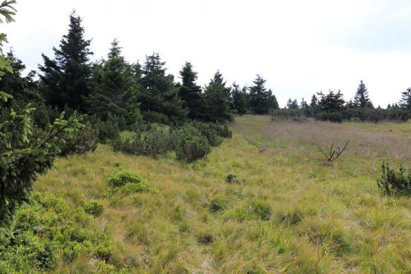 Vítkovice, 8.8.2020
Krkonoše - louka u pramenů Velké Mumlavy.
Schlüsselwörter: Vítkovice Krkonoše prameny Velké Mumlavy
