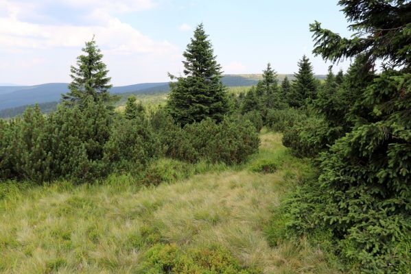 Vítkovice, 8.8.2020
Krkonoše - louka u pramenů Velké Mumlavy.
Klíčová slova: Vítkovice Krkonoše prameny Velké Mumlavy