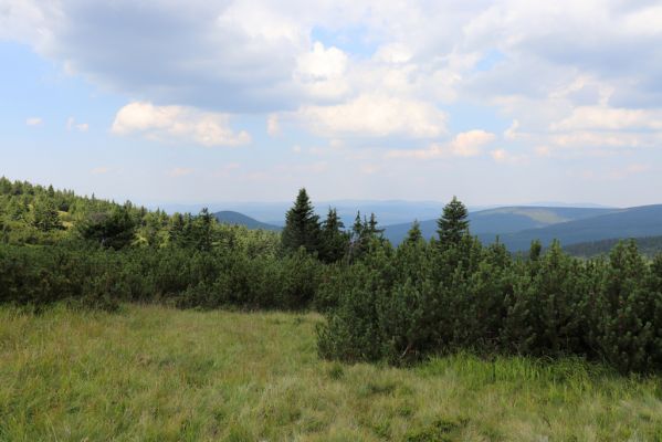 Vítkovice, 8.8.2020
Krkonoše - louka u pramenů Velké Mumlavy, v pozadí Mrtvý vrch.
Klíčová slova: Vítkovice Krkonoše prameny Velké Mumlavy Mrtvý vrch