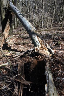 Vlhošť, 24.3.2011
Rozlomený kmen buku. Trouchnivé dřevo dutiny bylo osídleno kovaříky Crepidophorus mutilatus. 
Schlüsselwörter: Vlhošť Crepidophorus mutilatus