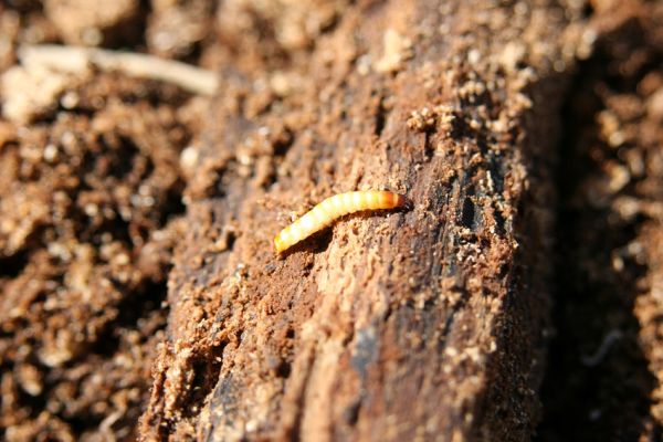 Vlhošť, 24.3.2011
Larva kovaříka Crepidophorus mutilatus v trouchu buku.
Keywords: Vlhošť Crepidophorus mutilatus