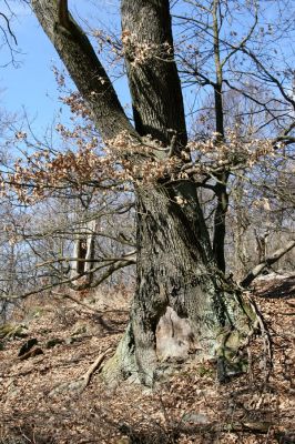 Vlhošť, 24.3.2011
Prastarý dub na vrchu Vlhošti. Vlevo v pozadí prasklý kmen mohutného buku. 
Klíčová slova: Vlhošť