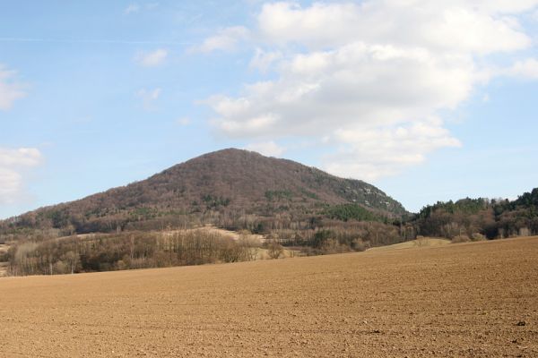 Vlhošť, 24.3.2011
Pohled na vrch Vlhošť ze silnice Litice - Blíževedly.
Schlüsselwörter: Vlhošť Crepidophorus mutilatus