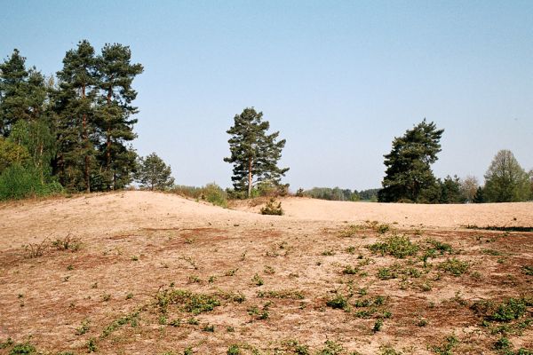 Vlkov, 7.5.2006
Rezervace Písečný přesyp u Vlkova.
Schlüsselwörter: Vlkov Písečný přesyp u Vlkova Cardiophorus asellus Cardiophorus ruficollis