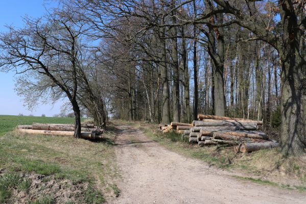 Voděrady, 9.4.2020
Okraj lesa západně od obce.
Klíčová slova: Voděrady Corticeus fraxini
