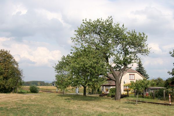 Vodětín, 19.9.2009
Třešeň u strážního domku u železničního přejezdu.
Klíčová slova: Vodětín Anthaxia candens