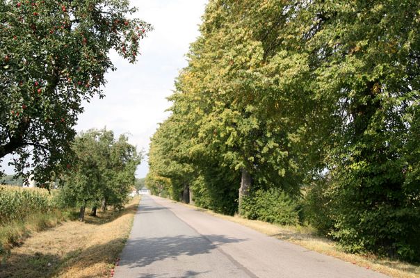 Vodětín, 19.9.2009
Lipová alej mezi obcí Vodětín k Podzámčí (Opočno).
Klíčová slova: Opočno Podzámčí Vodětín Osmoderma barnabita Elater ferrugineus