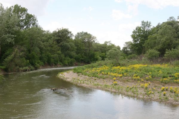 Voľa-Stankovce, 30.4.2014
Meandry Laborce.


Klíčová slova: Voľa Stankovce řeka Laborec Zorochros dermestoides meridionalis quadriguttatus