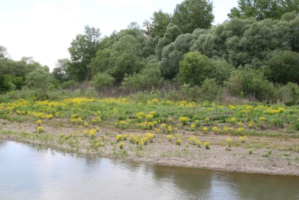 Voľa-Stankovce, 30.4.2014
Meandry Laborce.



Klíčová slova: Voľa Stankovce řeka Laborec Zorochros dermestoides meridionalis quadriguttatus