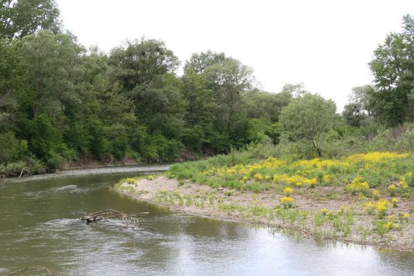 Voľa-Stankovce, 30.4.2014
Meandry Laborce.



Klíčová slova: Voľa Stankovce řeka Laborec Zorochros dermestoides meridionalis quadriguttatus