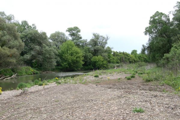 Voľa-Stankovce, 30.4.2014
Meandry Laborce - štěrkový náplav.



Klíčová slova: Voľa Stankovce řeka Laborec Zorochros dermestoides meridionalis quadriguttatus