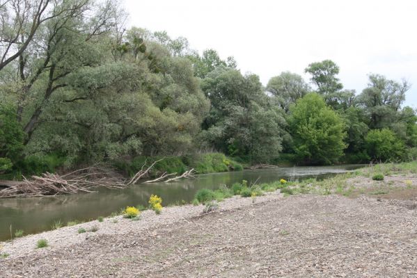 Voľa-Stankovce, 30.4.2014
Meandry Laborce.



Schlüsselwörter: Voľa Stankovce řeka Laborec Zorochros meridionalis