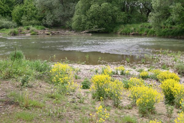 Voľa-Stankovce, 30.4.2014
Meandry Laborce.



Mots-clés: Voľa Stankovce řeka Laborec Zorochros dermestoides meridionalis quadriguttatus