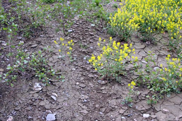 Voľa-Stankovce, 30.4.2014
Meandry Laborce - písčitý náplav.



Klíčová slova: Voľa Stankovce řeka Laborec Negastrius pulchellus