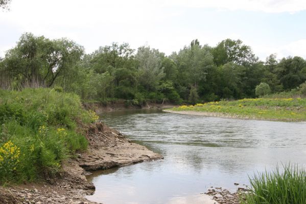 Voľa-Stankovce, 30.4.2014
Meandry Laborce.


Mots-clés: Voľa Stankovce řeka Laborec Zorochros dermestoides meridionalis quadriguttatus