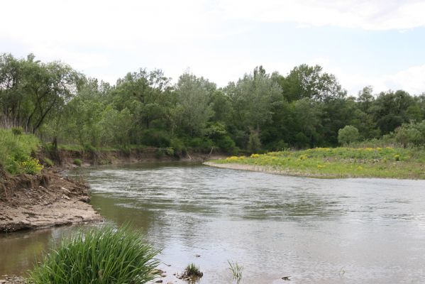 Voľa-Stankovce, 30.4.2014
Meandry Laborce.



Klíčová slova: Voľa Stankovce řeka Laborec Zorochros dermestoides meridionalis quadriguttatus