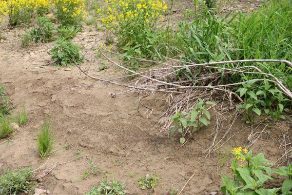 Voľa-Stankovce, 30.4.2014
Meandry Laborce.


Schlüsselwörter: Voľa Stankovce řeka Laborec Negastrius pulchellus