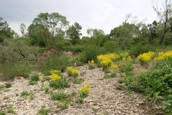 Voľa-Stankovce, 30.4.2014
Meandry Laborce.



Mots-clés: Voľa Stankovce řeka Laborec Zorochros dermestoides meridionalis quadriguttatus