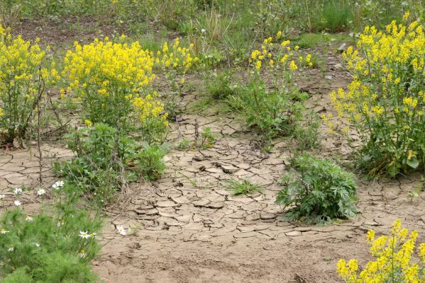 Voľa-Stankovce, 30.4.2014
Meandry Laborce.


Klíčová slova: Voľa Stankovce řeka Laborec Negastrius pulchellus