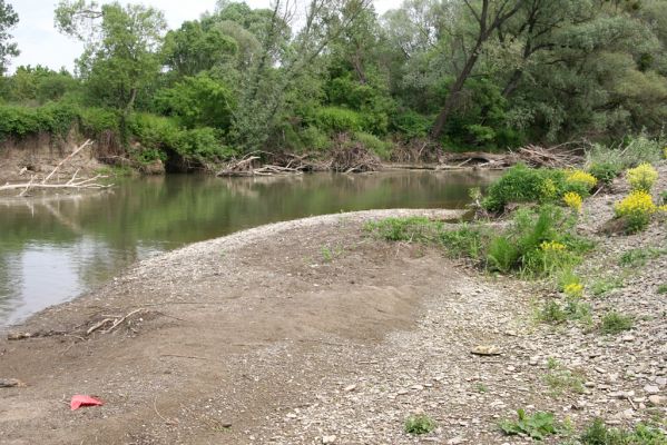 Voľa-Stankovce, 30.4.2014
Meandry Laborce.


Schlüsselwörter: Voľa Stankovce řeka Laborec Zorochros dermestoides meridionalis quadriguttatus