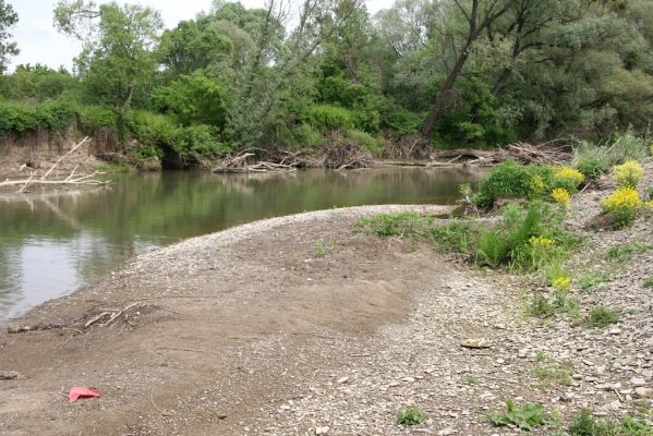 Voľa-Stankovce, 30.4.2014
Meandry Laborce.


Klíčová slova: Voľa Stankovce řeka Laborec Zorochros dermestoides meridionalis quadriguttatus