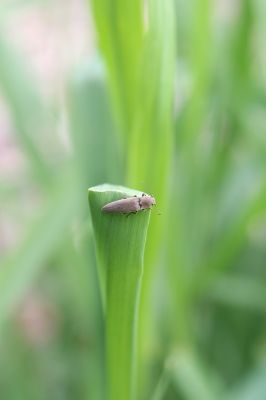 Voľa-Stankovce, 30.4.2014
Meandry Laborce - kovařík Synaptus filiformis.


Klíčová slova: Voľa Stankovce řeka Laborec Synaptus filiformis