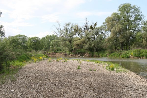 Voľa-Stankovce, 30.4.2014
Meandry Laborce.




Schlüsselwörter: Voľa Stankovce řeka Laborec Zorochros dermestoides meridionalis quadriguttatus