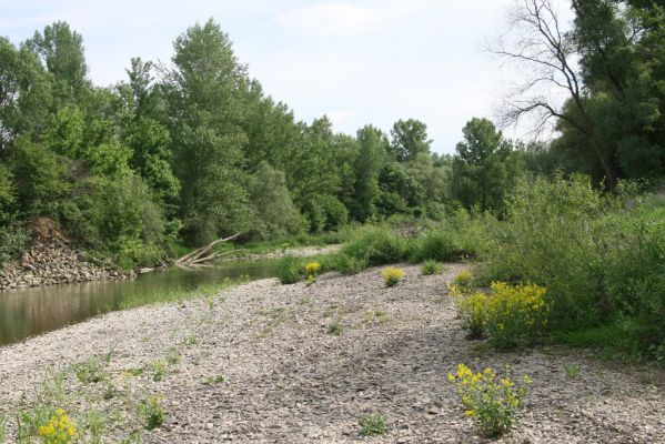 Voľa-Stankovce, 30.4.2014
Meandry Laborce.


Schlüsselwörter: Voľa Stankovce řeka Laborec Zorochros dermestoides meridionalis quadriguttatus