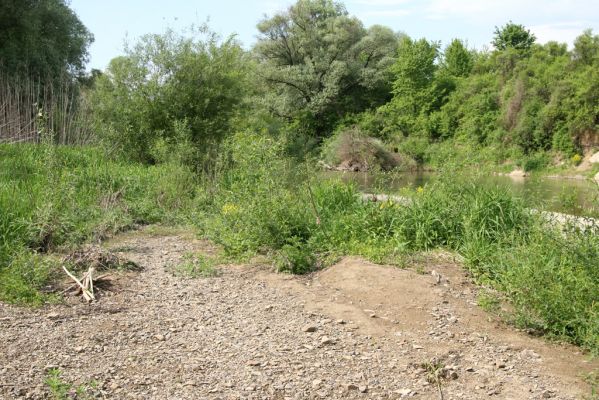 Voľa-Stankovce, 30.4.2014
Meandry Laborce.



Schlüsselwörter: Voľa Stankovce řeka Laborec Zorochros dermestoides meridionalis quadriguttatus Synaptus filiformis