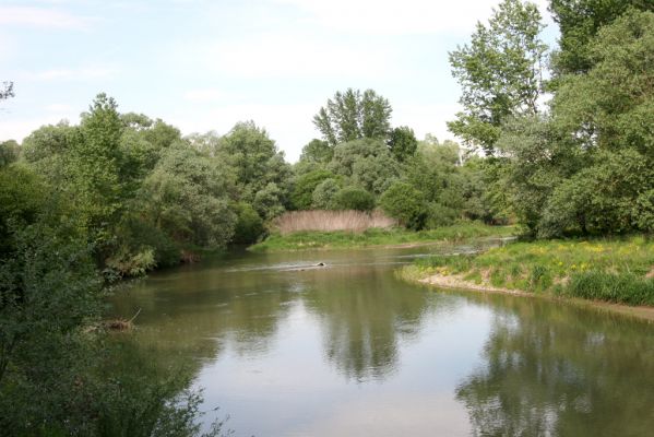 Voľa-Stankovce, 30.4.2014
Meandry Laborce.


Mots-clés: Voľa Stankovce řeka Laborec