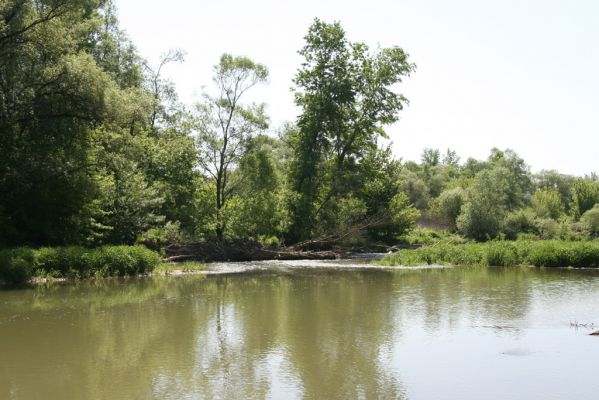 Voľa, 30.4.2014
Meandry Laborce.


Klíčová slova: Voľa řeka Laborec