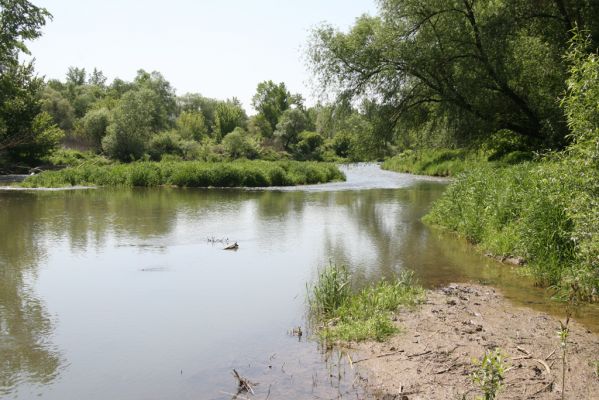 Voľa, 30.4.2014
Meandry Laborce.



Mots-clés: Voľa řeka Laborec