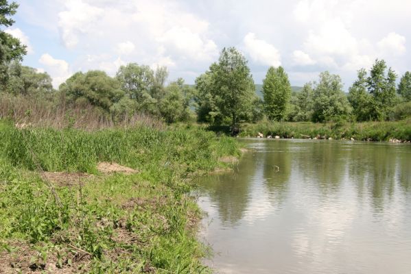 Voľa, 30.4.2014
Meandry Laborce.



Schlüsselwörter: Voľa řeka Laborec Synaptus filiformis Agriotes obscurus