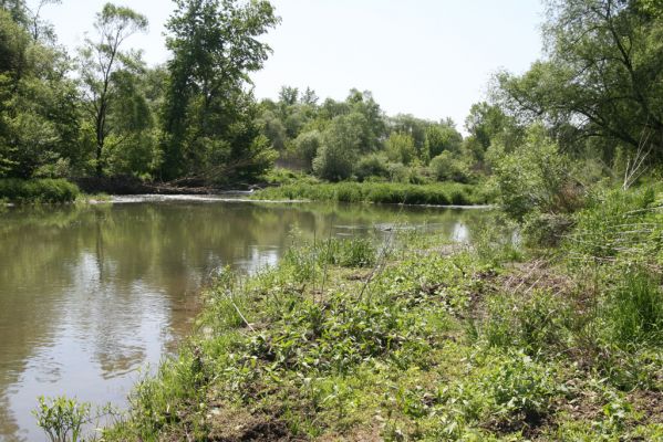 Voľa, 30.4.2014
Meandry Laborce.



Klíčová slova: Voľa řeka Laborec Synaptus filiformis