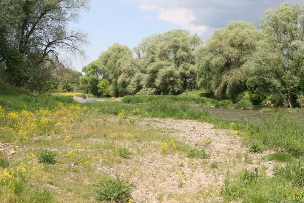 Voľa, 30.4.2014
Meandry Laborce.



Klíčová slova: Voľa řeka Laborec Zorochros dermestoides meridionalis quadriguttatus