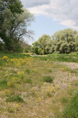 Voľa, 30.4.2014
Meandry Laborce - štěrkový náplav.



Klíčová slova: Voľa řeka Laborec Zorochros dermestoides meridionalis quadriguttatus