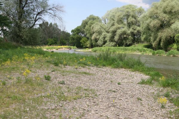 Voľa, 30.4.2014
Meandry Laborce - štěrkový náplav

Klíčová slova: Voľa řeka Laborec Zorochros dermestoides meridionalis quadriguttatus