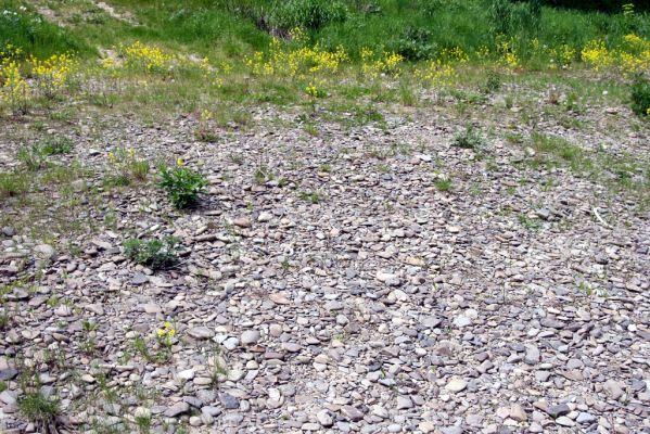 Voľa, 30.4.2014
Meandry Laborce - štěrkový náplav.



Klíčová slova: Voľa řeka Laborec Zorochros dermestoides meridionalis quadriguttatus